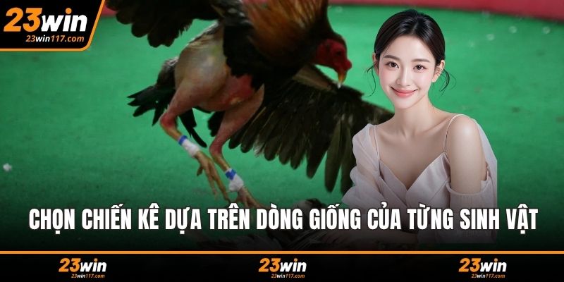 Chọn chiến kê dựa trên dòng giống của từng sinh vật