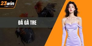 Đá Gà Tre – Tinh Hoa Tốc Độ Và Bản Lĩnh Chiến Kê Truyền Thống